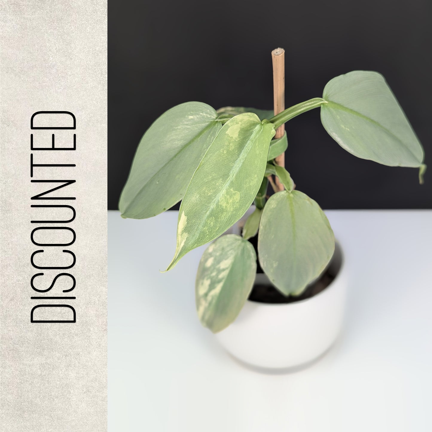 Philodendron Hastatum Variegated