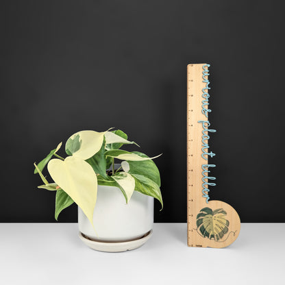 Philodendron Hederaceum Albo