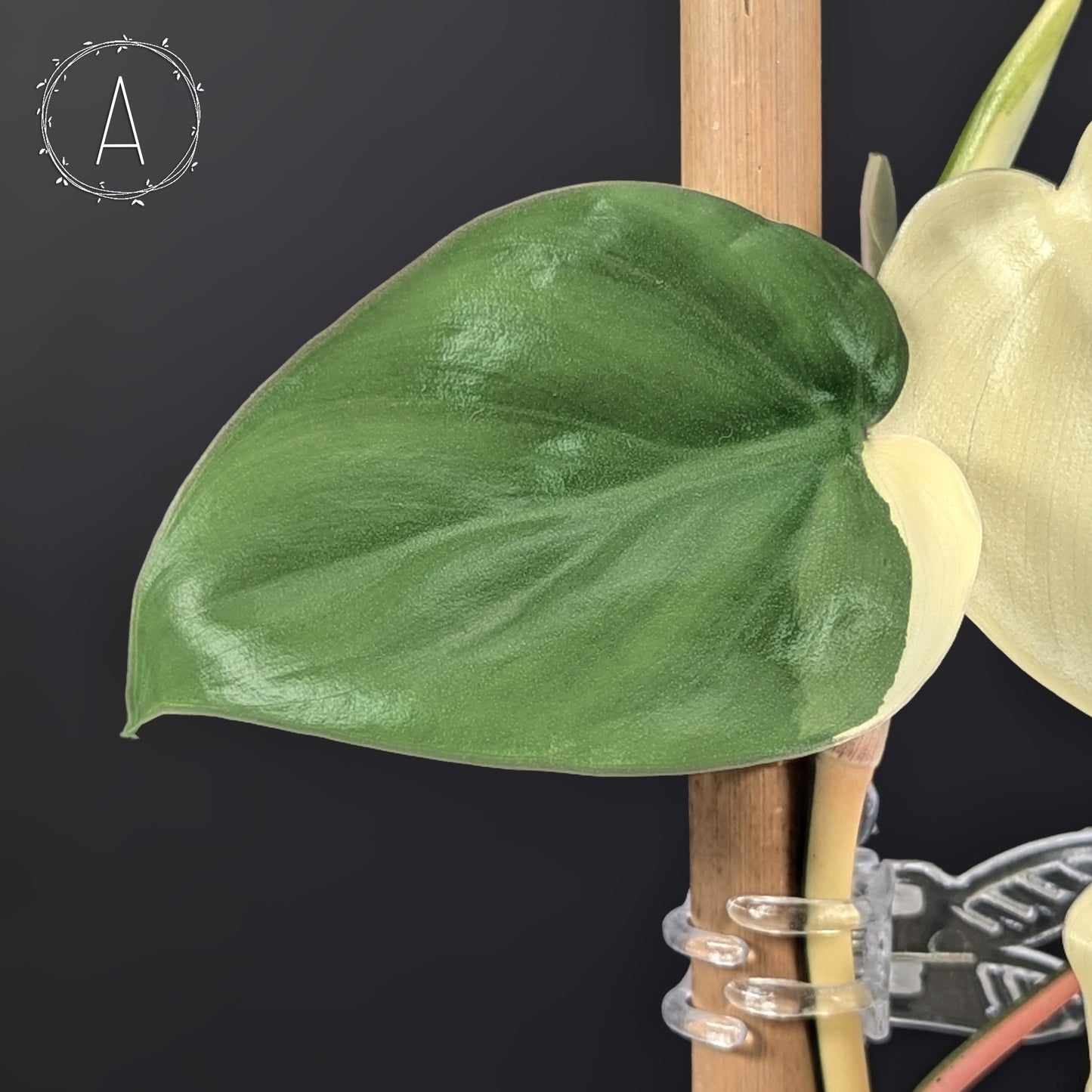 Philodendron Hederaceum Albo (Sectoral)