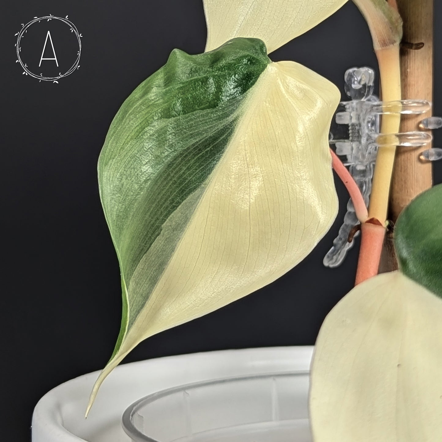 Philodendron Hederaceum Albo (Sectoral)