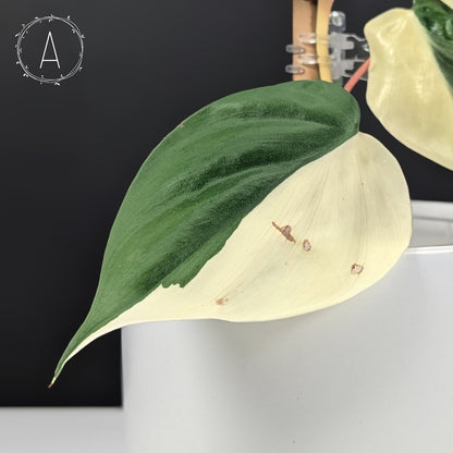 Philodendron Hederaceum Albo (Sectoral)