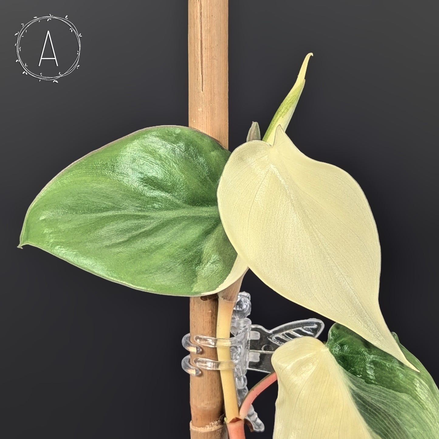 Philodendron Hederaceum Albo (Sectoral)