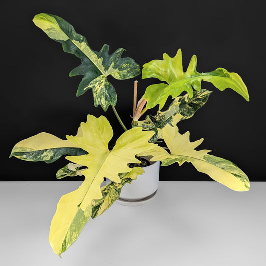 Philodendron Kitina (Florida Beauty x Mayoi)