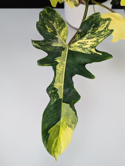 Philodendron Kitina (Florida Beauty x Mayoi)