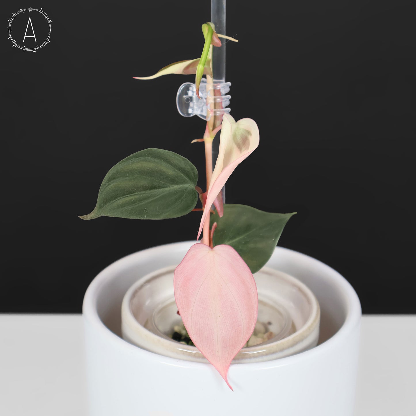 filodendro micans albo; Micanas rosas