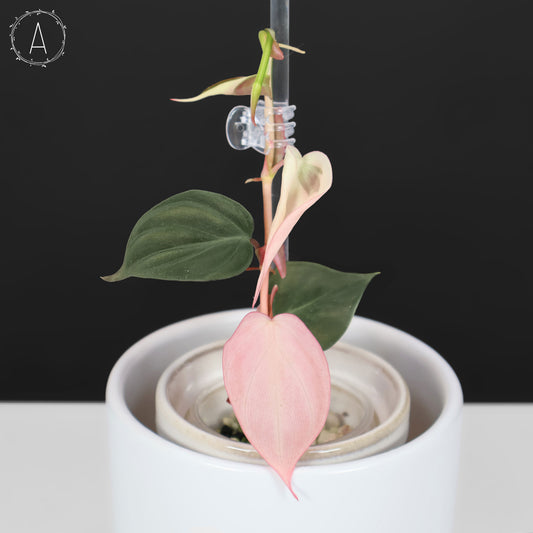 filodendro micans albo; Micanas rosas