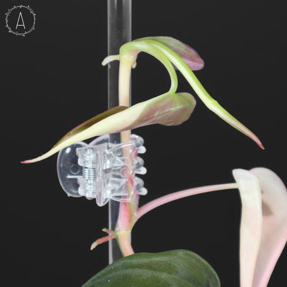 filodendro micans albo; Micanas rosas