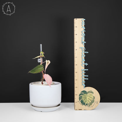 filodendro micans albo; Micanas rosas