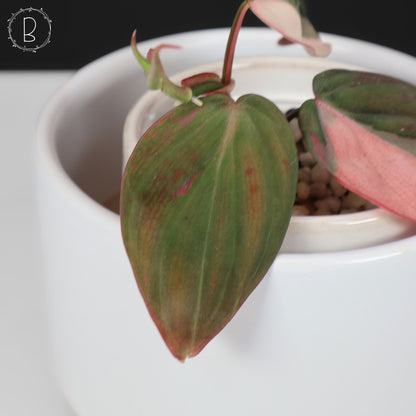 filodendro micans albo; Micanas rosas