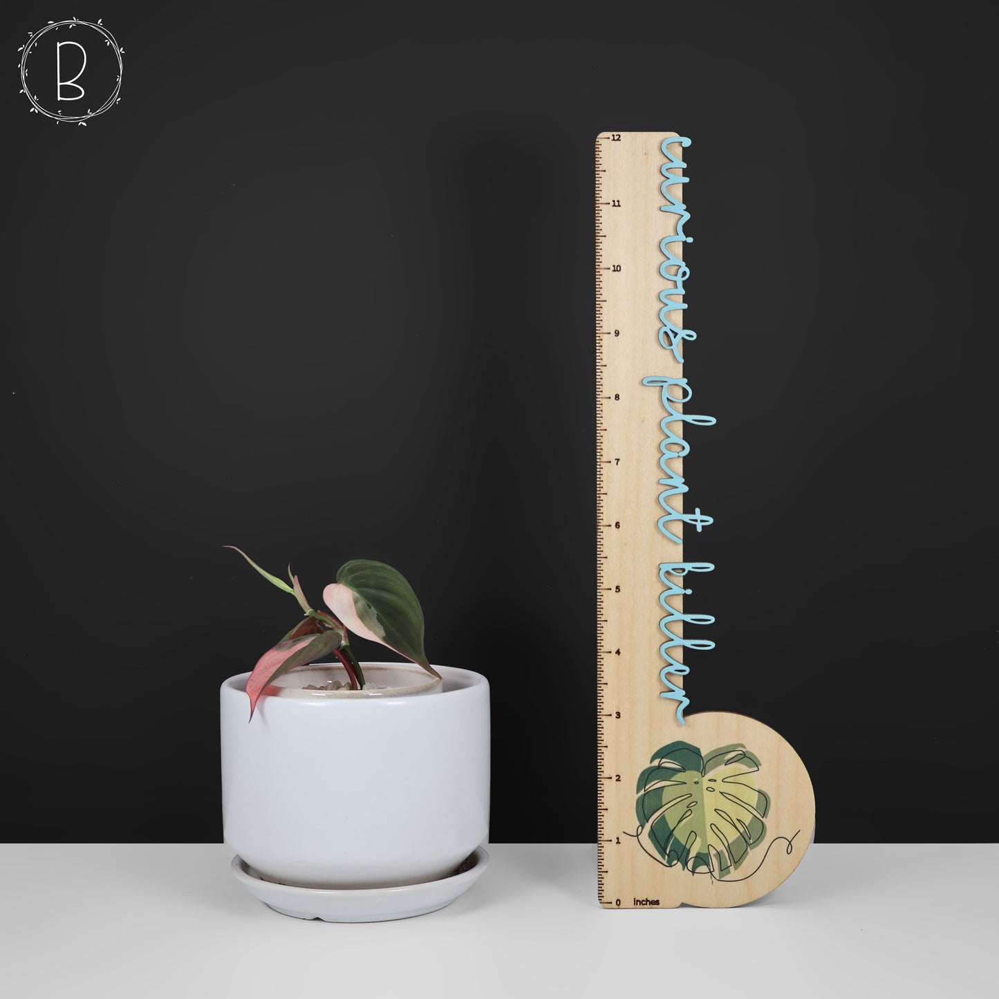 filodendro micans albo; Micanas rosas