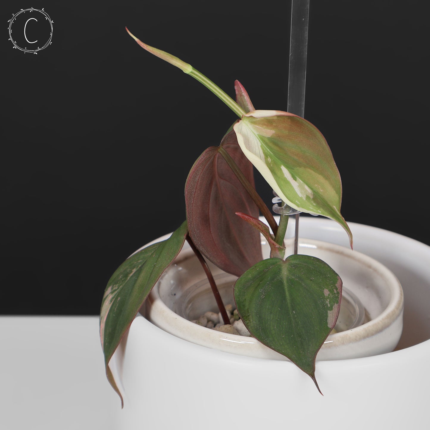 filodendro micans albo; Micanas rosas