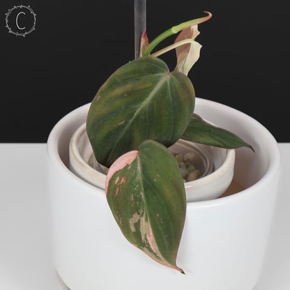 filodendro micans albo; Micanas rosas