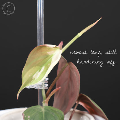 filodendro micans albo; Micanas rosas