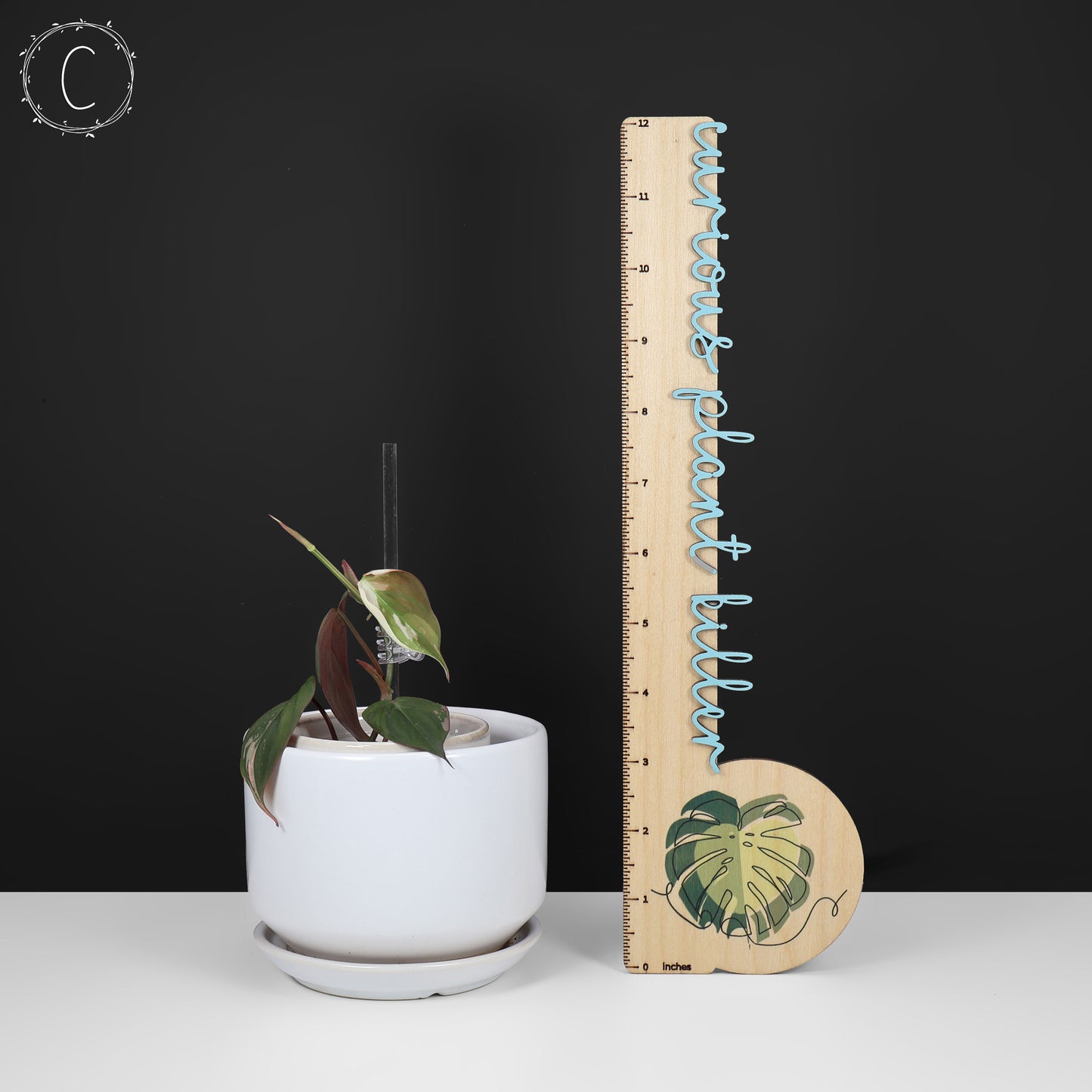 filodendro micans albo; Micanas rosas