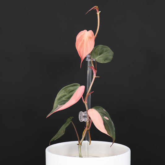 Philodendron Micans Albo; Pink Micans