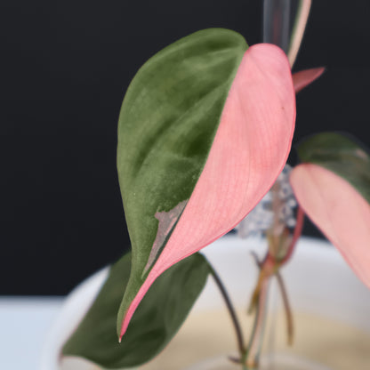Philodendron Micans Albo; Pink Micans