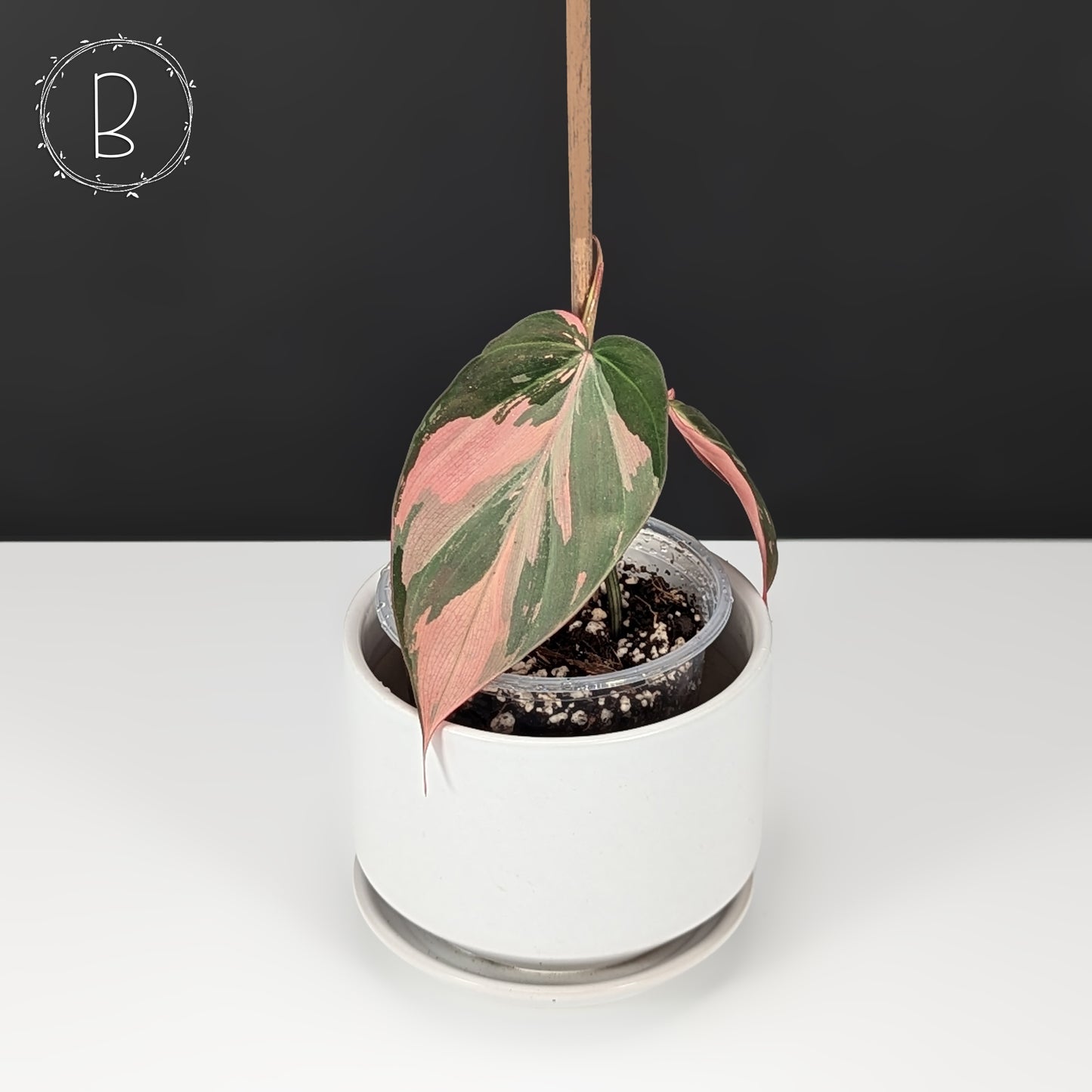 Philodendron Micans Albo / Pink Variegated