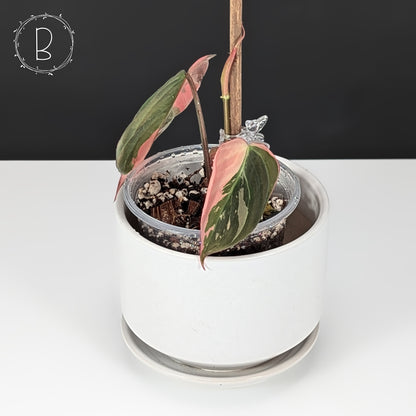 Philodendron Micans Albo / Pink Variegated