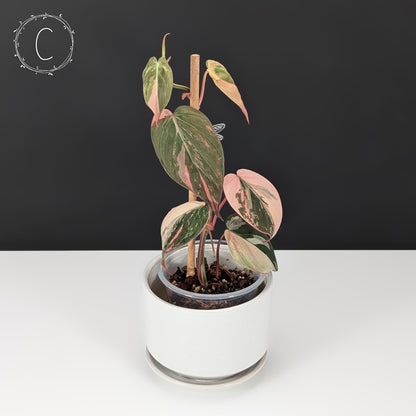 Philodendron Micans Albo / Pink Variegated