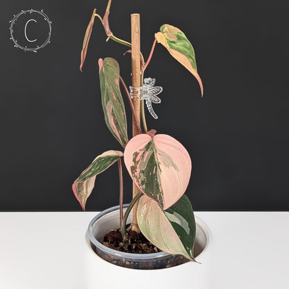 Philodendron Micans Albo / Pink Variegated