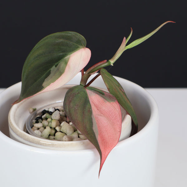 Philodendron Micans Albo