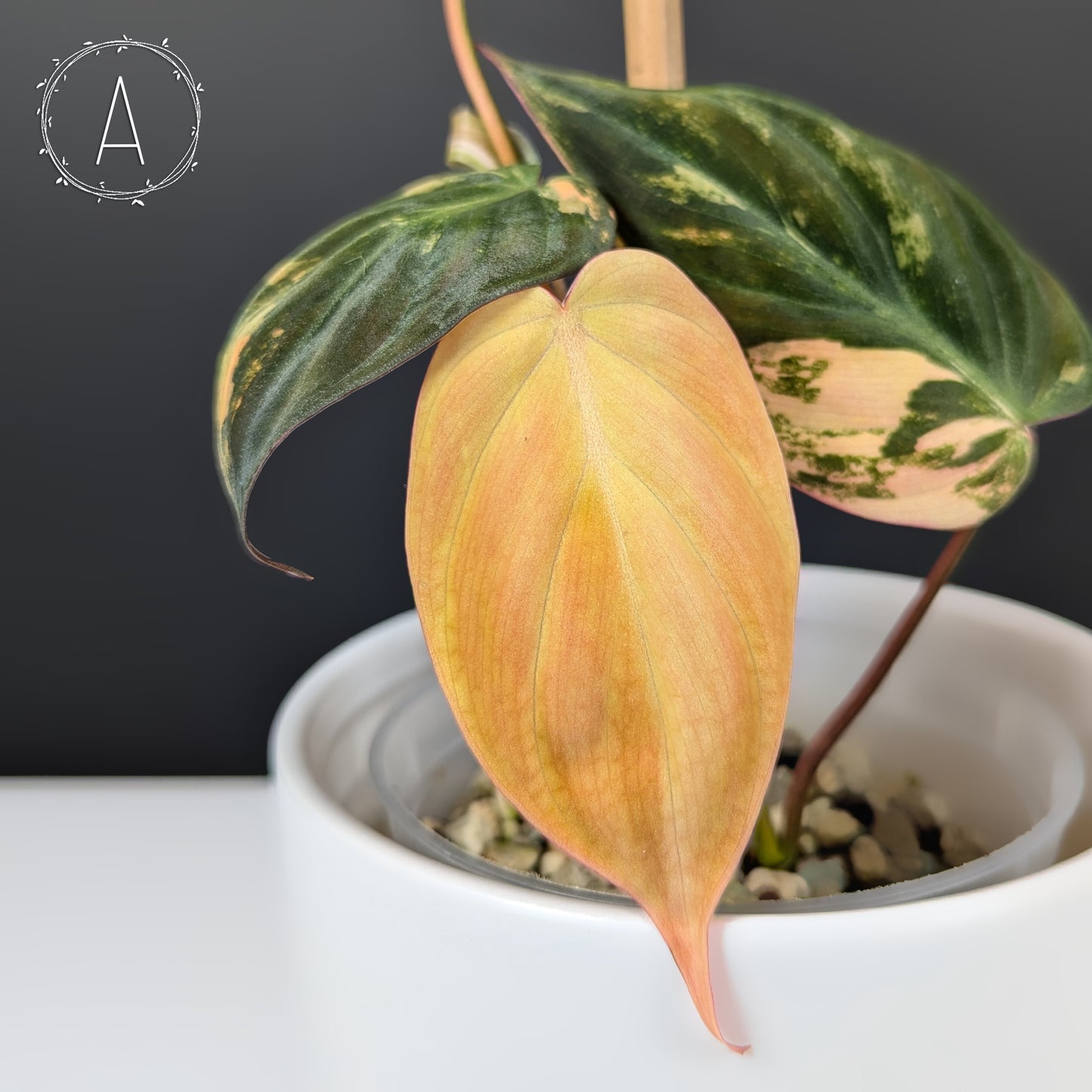 Philodendron Micans Aurea / Pink Variegated