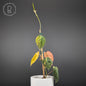 Philodendron Micans Aurea / Pink Variegated