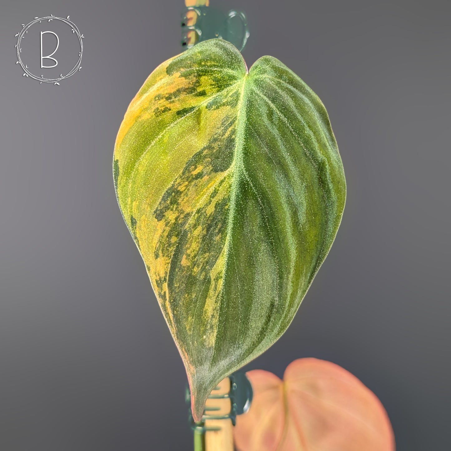 Philodendron Micans Aurea / Pink Variegated