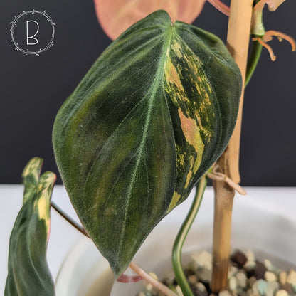 Philodendron Micans Aurea / Pink Variegated