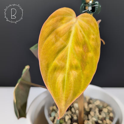 Philodendron Micans Aurea / Pink Variegated