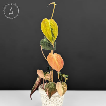 Philodendron Micans Aurea
