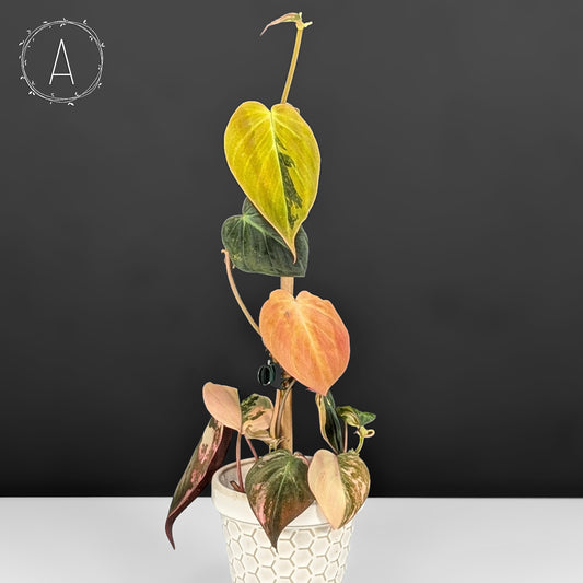 Philodendron Micans Aurea