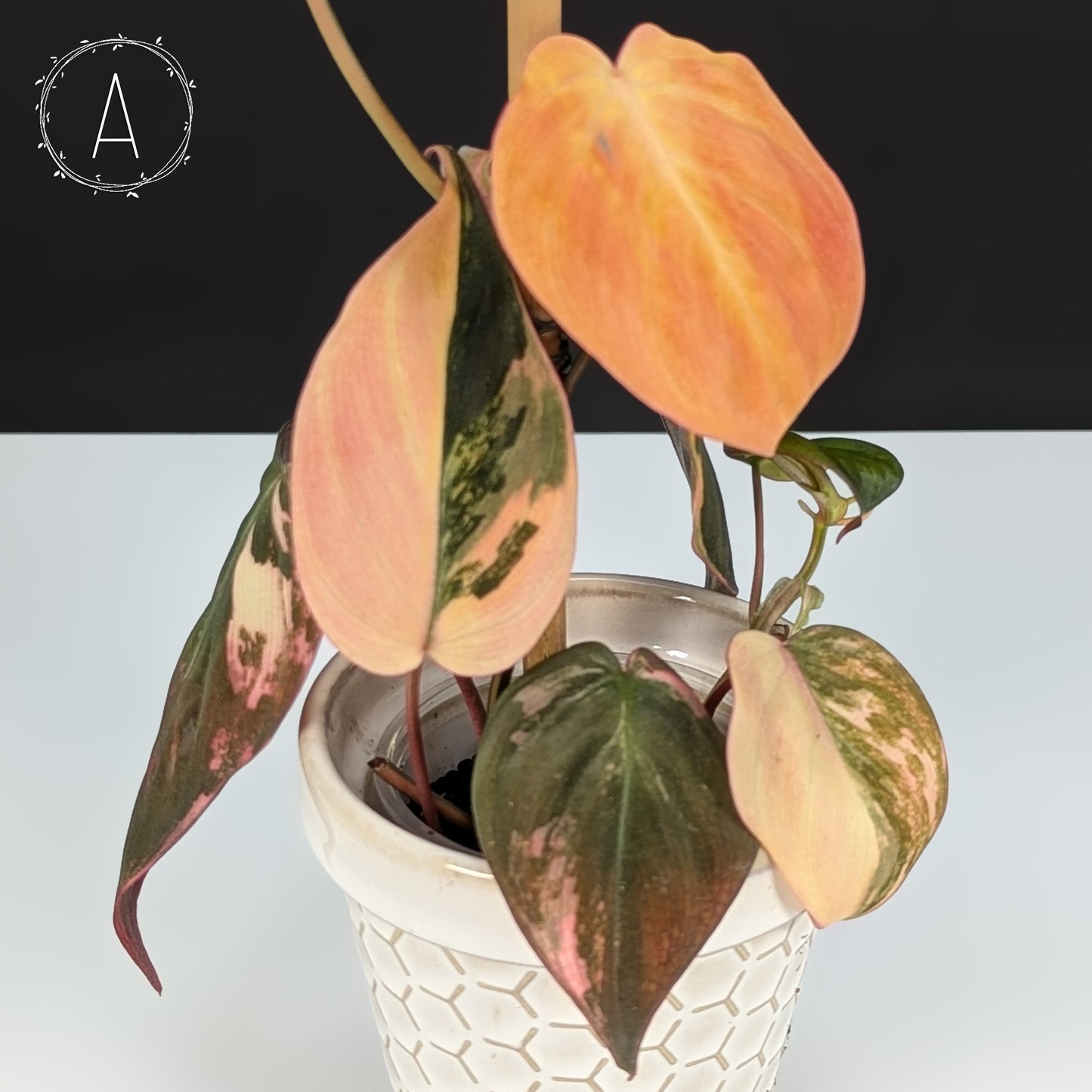 Filodendro Micans Aurea