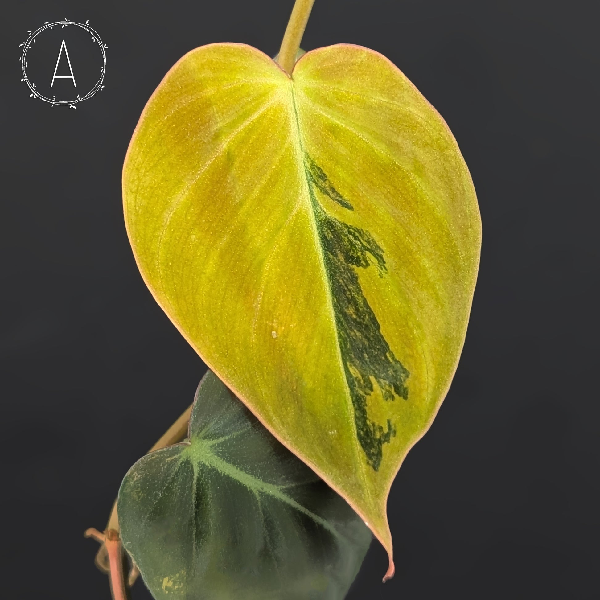 philodendron micans aurea variegated Philodendron Micans Aurea – Curious Plant Killer