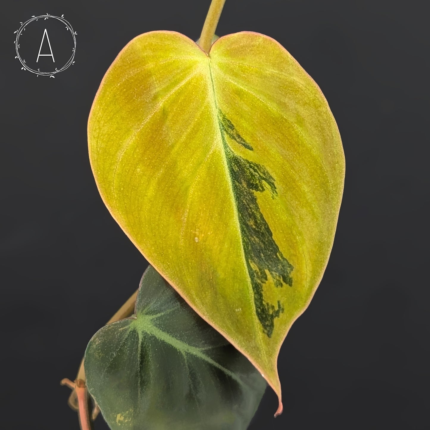 Filodendro Micans Aurea