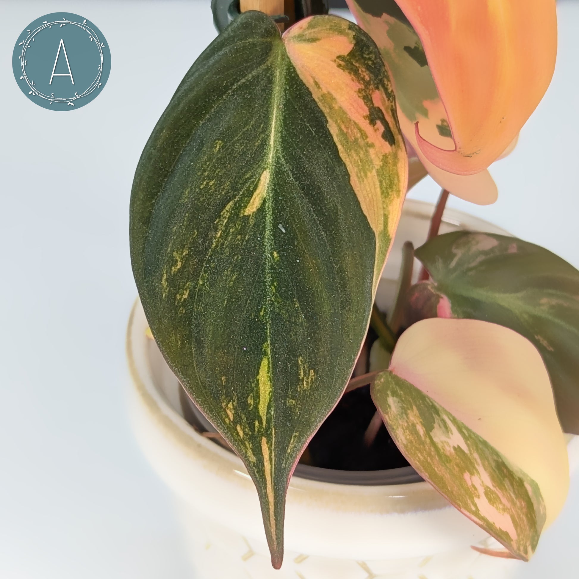philodendron micans pink variegated Philodendron Micans Aurea – Curious Plant Killer