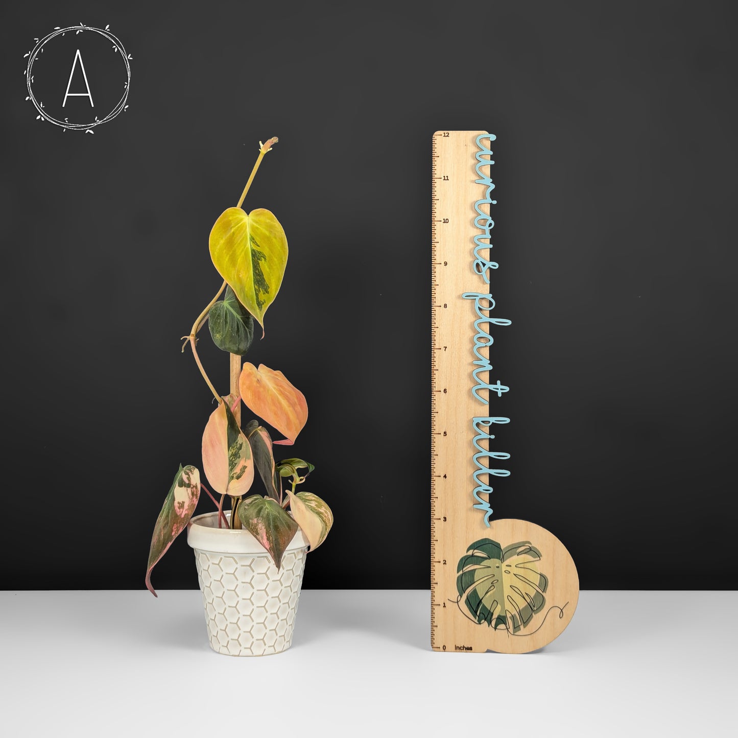 Philodendron Micans Aurea