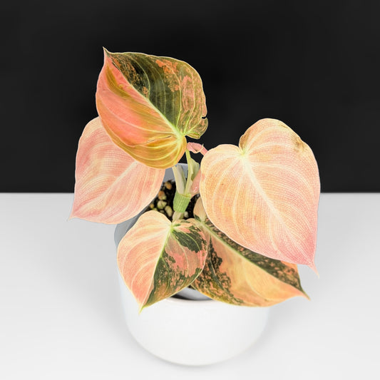Philodendron Melanochrysum Orange Variegated