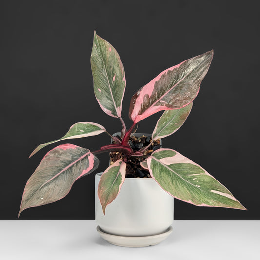 Philodendron Pink Princess Mutation