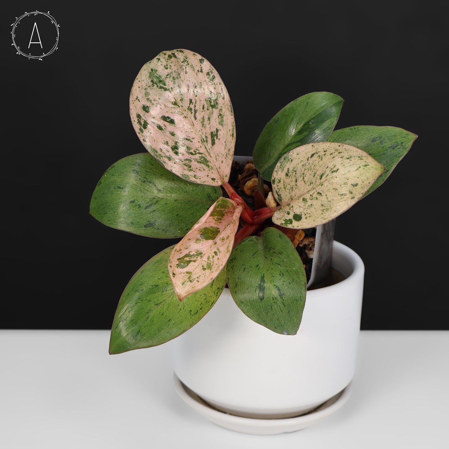 Philodendron Red Congo Dwarf Marble Variegated