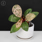 Philodendron Red Congo Dwarf Marble Variegated