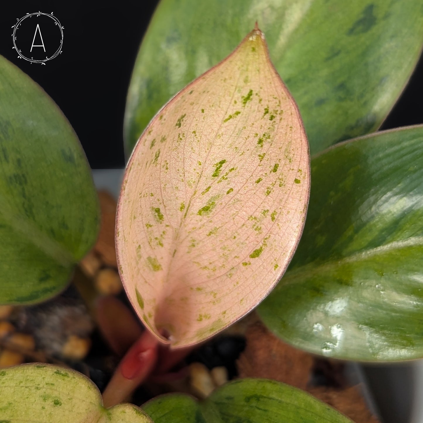 Philodendron Red Congo Dwarf Marble Variegated