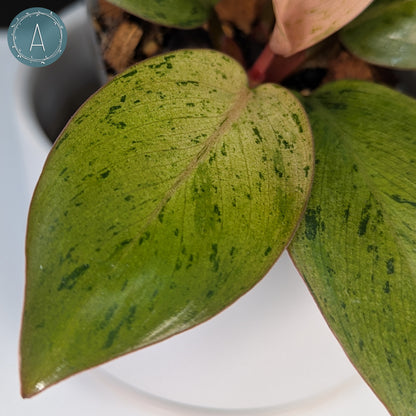Philodendron Red Congo Dwarf Marble Variegated
