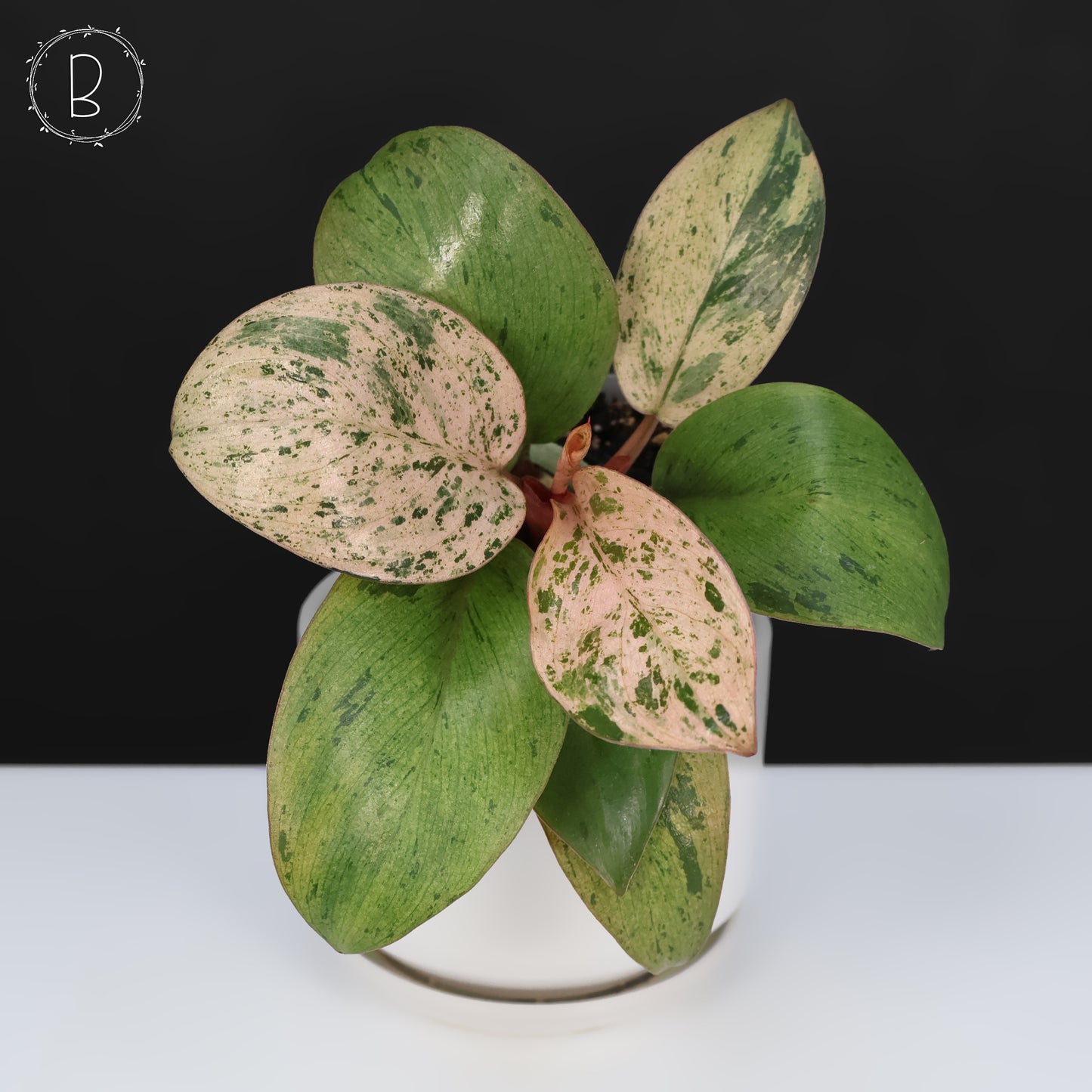Philodendron Red Congo Dwarf Marble Variegated