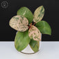 Philodendron Red Congo Dwarf Marble Variegated