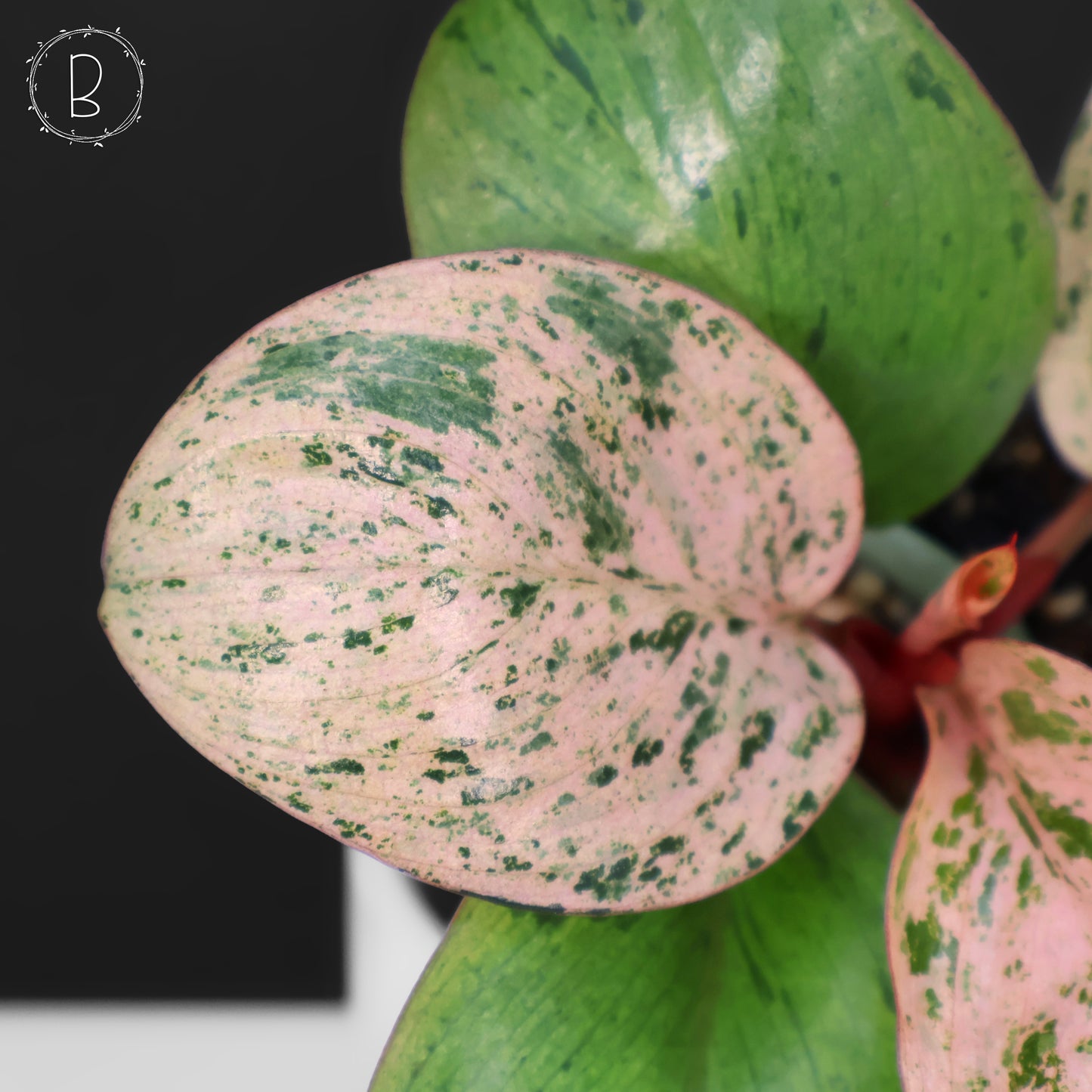 Philodendron Red Congo Dwarf Marble Variegated
