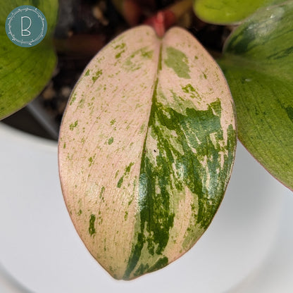 Philodendron Red Congo Dwarf Marble Variegated