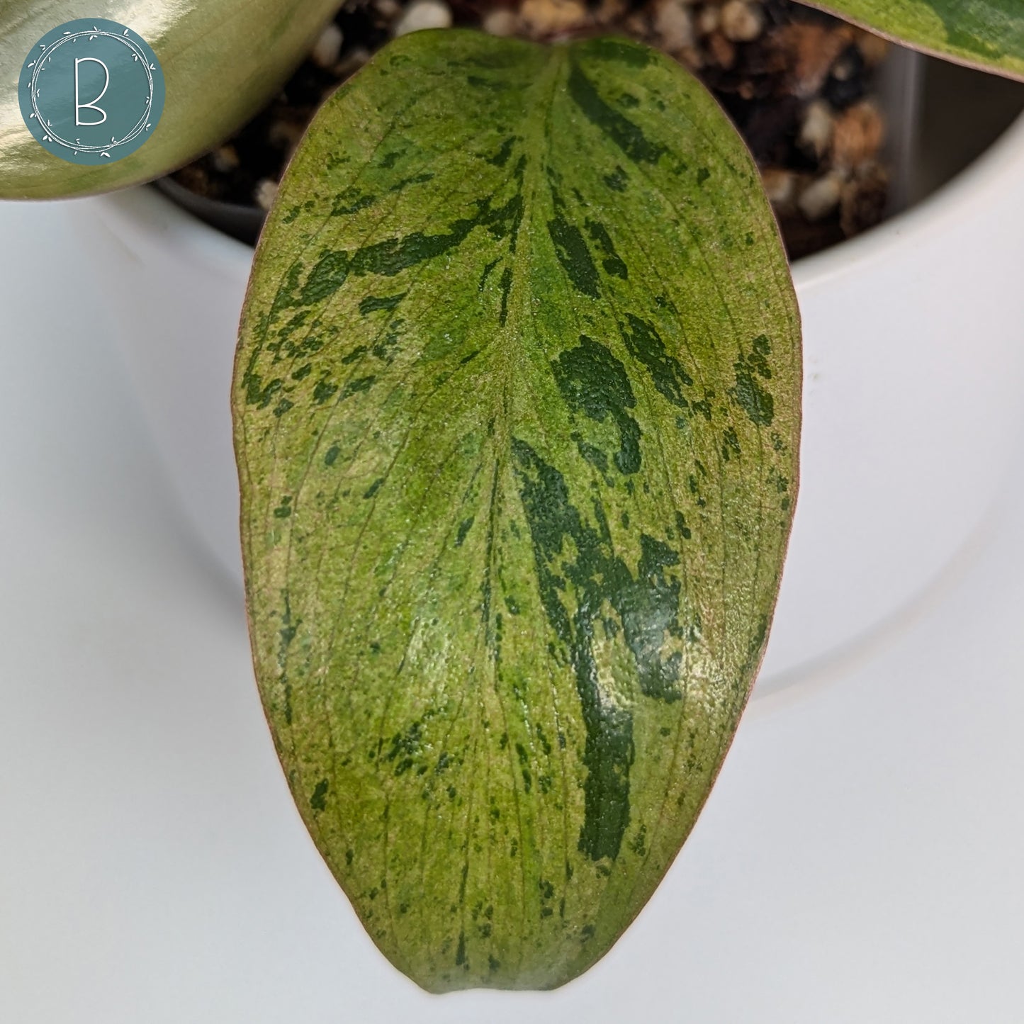 Philodendron Red Congo Dwarf Marble Variegated