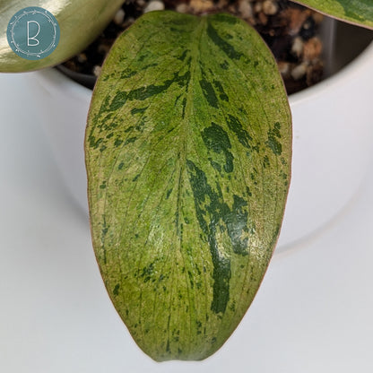 Philodendron Red Congo Dwarf Marble Variegated