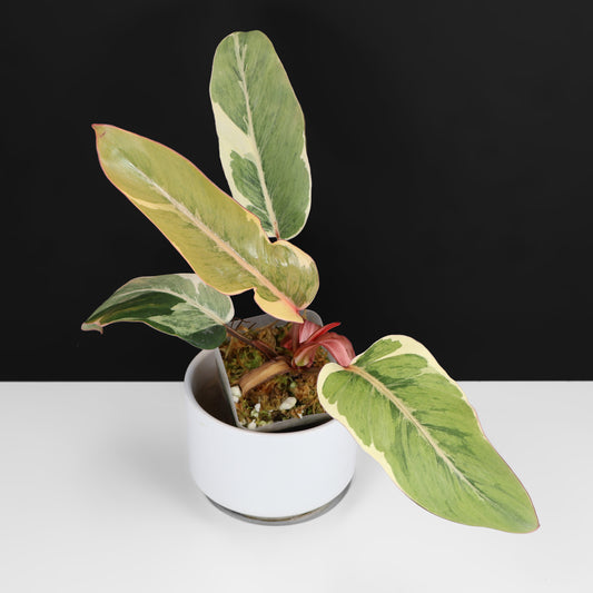 Philodendron Shady Lady